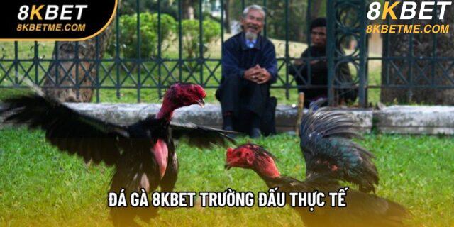 Đá gà 8KBET trường đấu thực tế